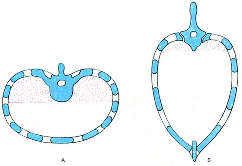 форма грудної клітки людини і тварини