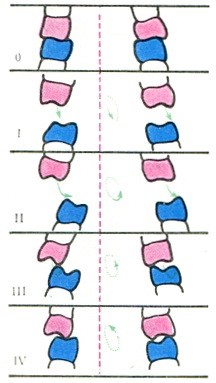 схема напрямку руху в кожній фазі жування