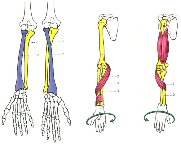 схема розташування кісток передпліччя при пронації і супінації