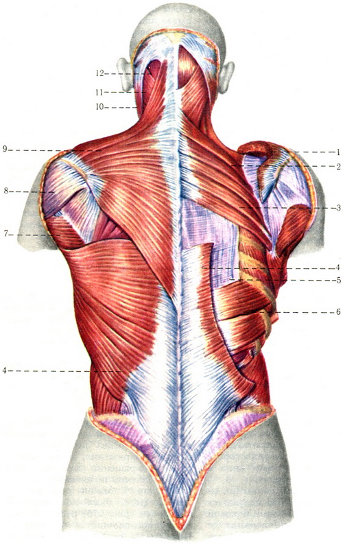 поверхневі м'язи спини першого і другого шару