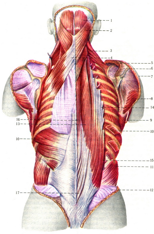 поверхневі м'язи спини другого шару і глибокі м'язи