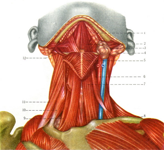 м'язи шиї анатомія