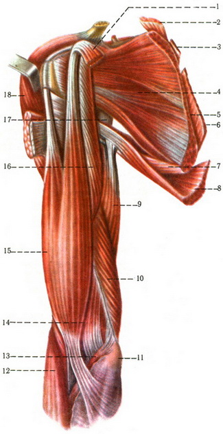 м'язи правого пояса верхньої кінцівки і плеча