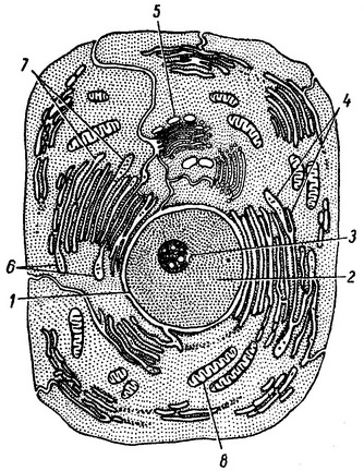 схема будови клітини за даними електронної мікроскопії