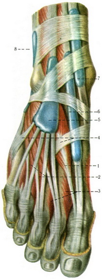 м'язи та синовіальні піхви тильній поверхні стопи
