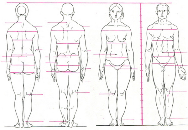 пропорції чоловічого і жіночого тіла