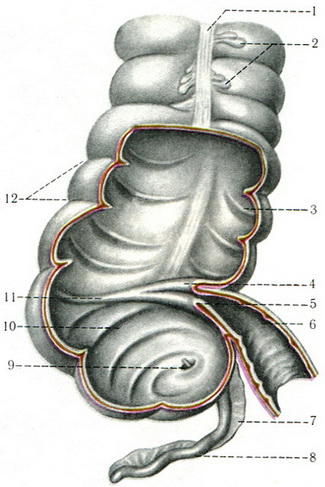 ілеоцекальний кут кишечника