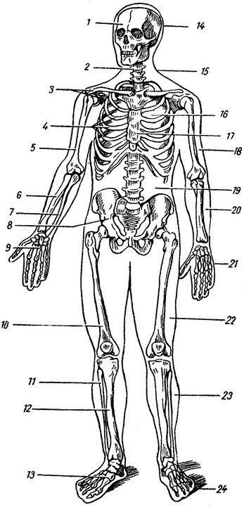 скелет людини і частини тіла