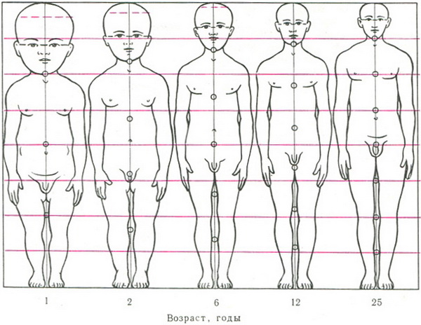 схема змін пропорцій частин тіла в різні вікові періоди