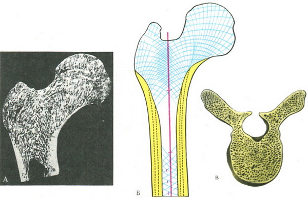 архітектура губчастої речовини трубчастої кістки