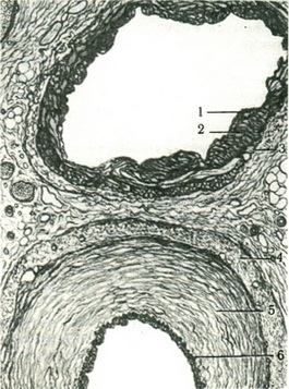 гістологічний зріз артерії эластическо-м'язового типу та відня