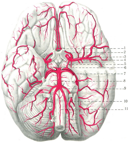 артерії головного мозку