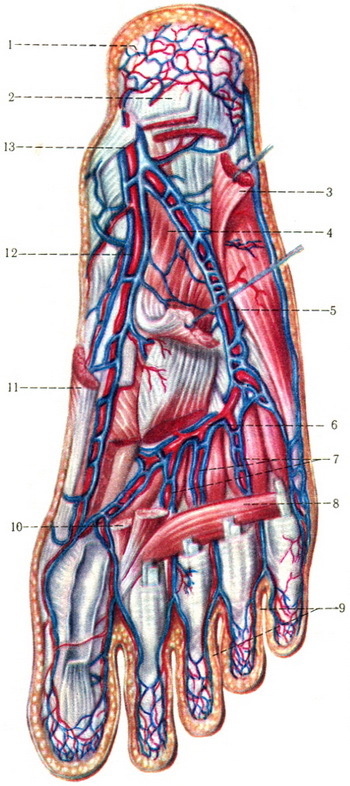 артерії і вени підошви стопи