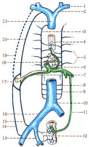 схема анастомозів між верхньою та нижньою порожнистими венами та з ворітної веною