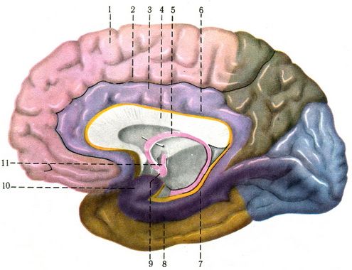 частки головного мозку