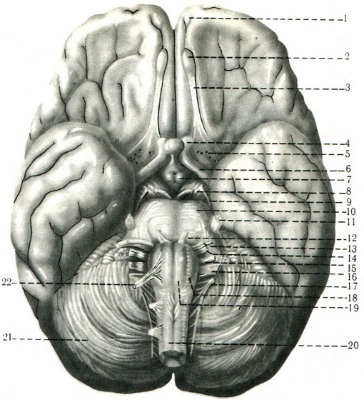 нижня поверхня головного мозку