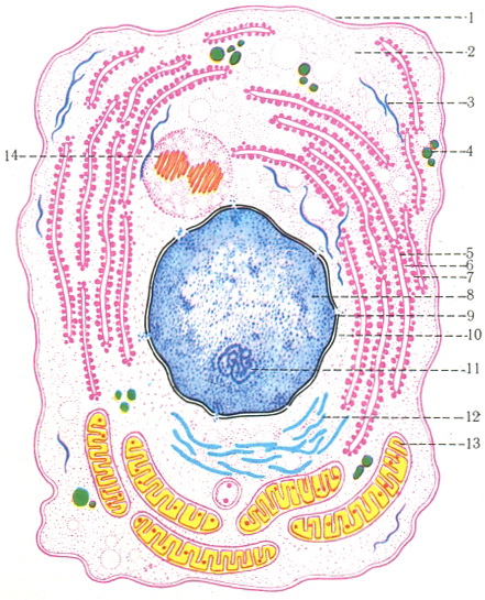 схема субмикроскопического будови фіксованого клітини