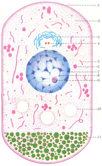 схема будови фіксованого клітини при світловій мікроскопії