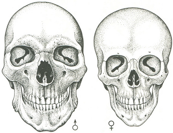 чоловічий і жіночий черепа