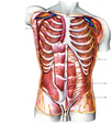 Анатомія людини (будова внутрішніх органів в картинках)