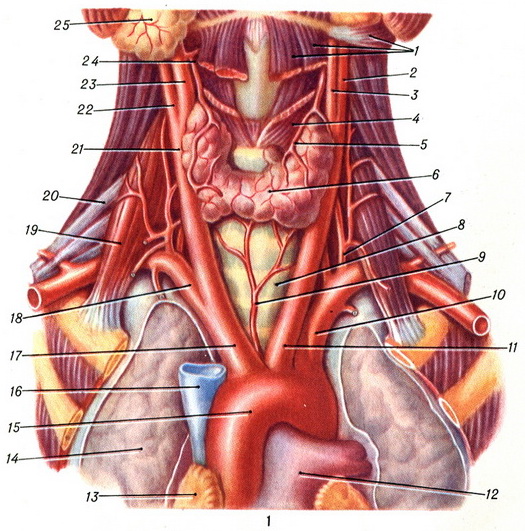 arcus aortae