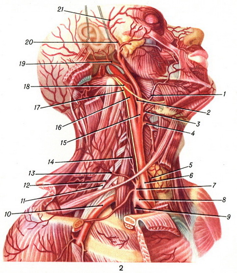 arteria carotis