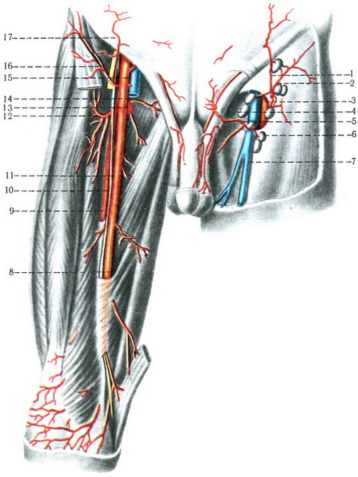 стегнова артерія a. femoralis