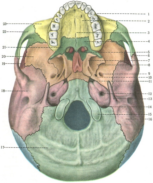 зовнішнє основу черепа basis cranii externa