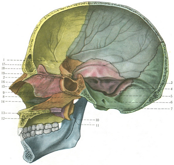 парасагиттальный розпил черепа