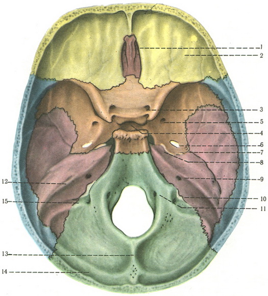 внутрішня основа черепа basis cranii interna