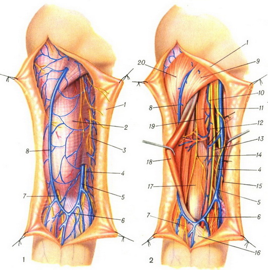 поверхневі і глибокі судини і нерви передньої поверхні плеча