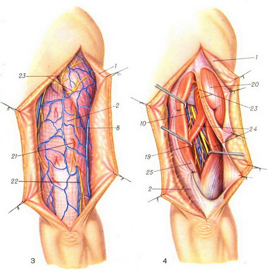 поверхневі і глибокі судини і нерви задній поверхні плеча