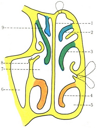 порожнина носа у фронтальній площині схема