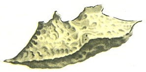 нижня носова раковина concha nasalis inferior