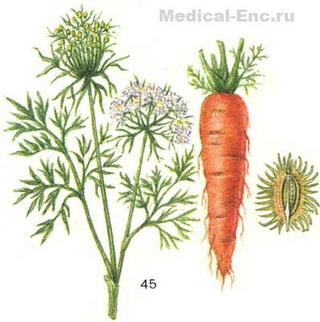 морква посівна