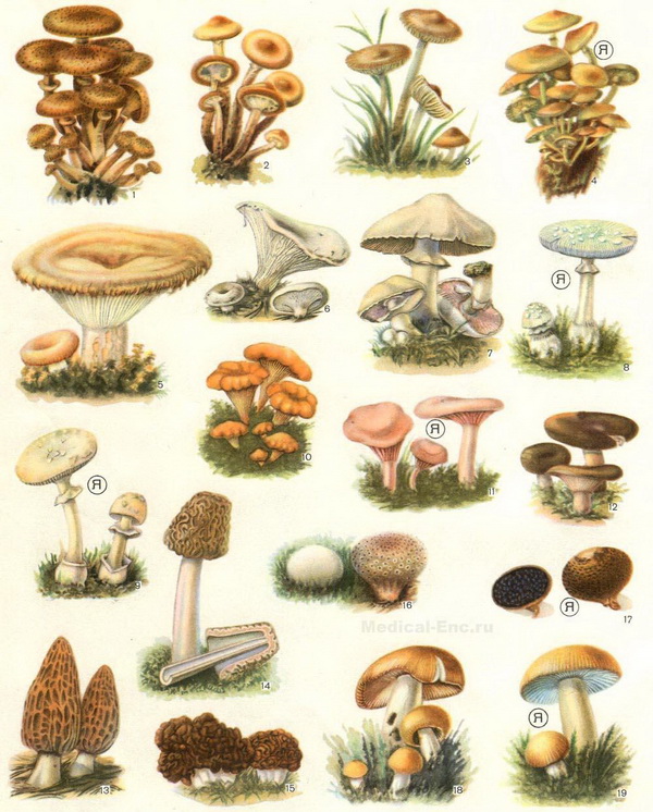 їстівні і отруйні гриби