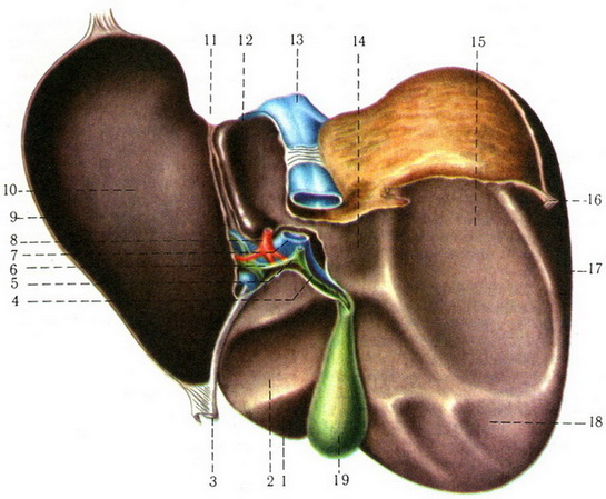 печінка hepar з вісцеральної поверхні