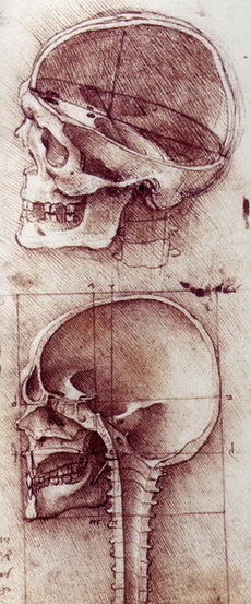 Леонардо да Вінчі анатомія