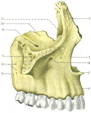 верхня щелепа maxilla