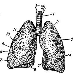 легені людини