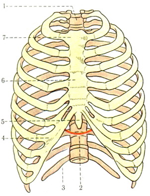 грудна клітка thorax людини