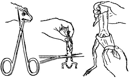 приготування задньої лапки жаби для лабораторного заняття