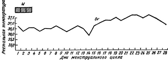базальна температура при двофазному менструальному циклі