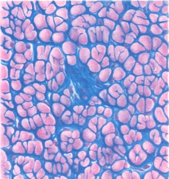щільна оформлена волокниста сполучна тканина