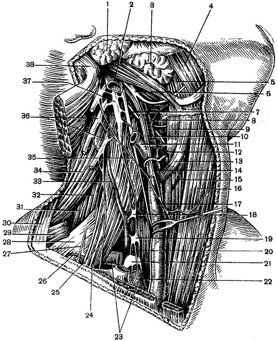 топографія шийного симпатичного стовбура