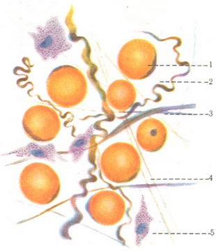 жирова тканина