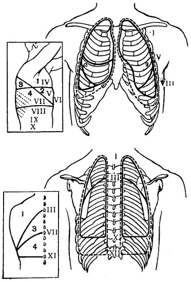 схема меж легень з їх частками