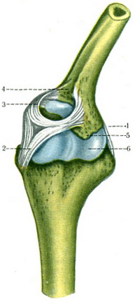 зв'язки ліктьового суглоба