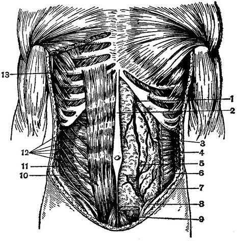 передня стінка живота