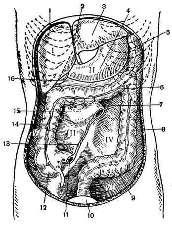 пазухи і канали черевної порожнини
